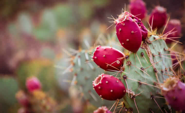 CACTUS VIJG