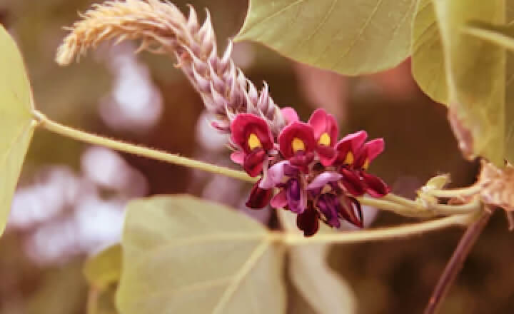 FLOR DE KUDZU